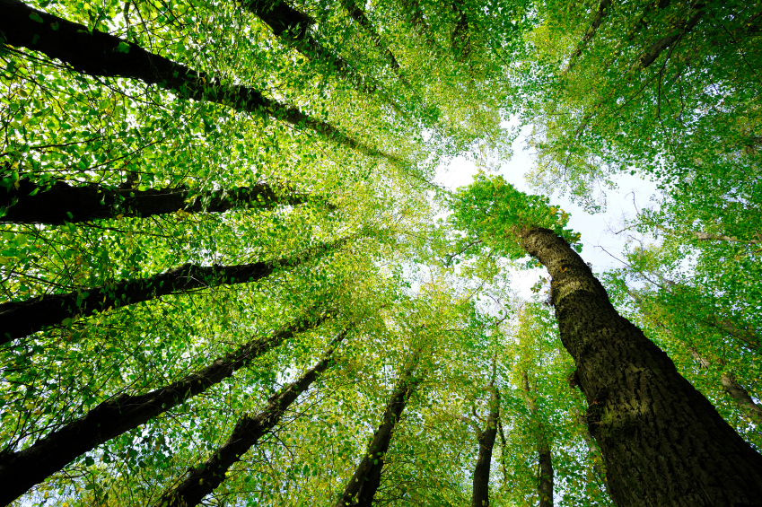 Renewable Resource Initiatives and Paper Production